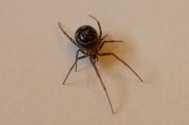 Check out the uk false widow spider page for. False Widow Spider Hiding In Christmas Decorations Charles Elder Plymouth Live