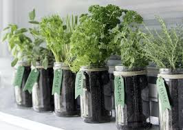 Il est évident que toutes les plantes aromatiques ne sont pas adaptées à la culture en intérieur. Diy Vos Bocaux D Herbes Aromatiques Boboco