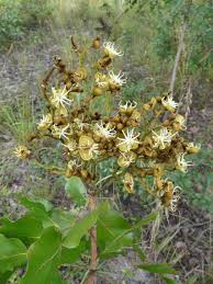 Image result for Julbernardia