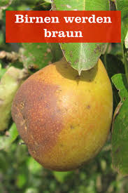 Fruchte Am Birnbaum Werden Braun Gartenbob De Der Garten Ratgeber In 2020 Birne Fruchte Gartenschadlinge