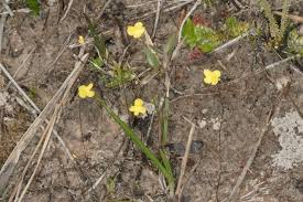 Image result for Utricularia subulata