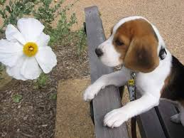 60 Unique Beagle Names For The Merry Little Hound The Modern Bark Dog Training Tips Download 2,860 cartoon beagle stock illustrations, vectors & clipart for free or amazingly low rates! 60 unique beagle names for the merry