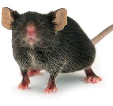 How to use mouse in a sentence. Lab Mouse Country Mouse What Happens When You Move Mice From The Lab Into The Field Bugbitten