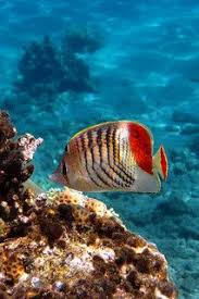 Black And White Heniochus Crown Butterflyfish Beautiful Sea Creatures Sea And Ocean Sea Creatures