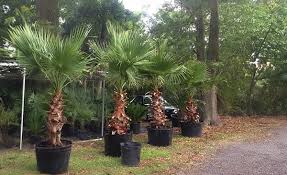 Image result for Washingtonia robusta