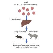 In severe cases, cats may develop yellowing of the skin, eyes, and gums (known as jaundice or icterus). Low Incidence Of Hepatocellular Carcinoma In Mice And Cats Treated With Systemic Adeno Associated Viral Vectors Molecular Therapy Methods Clinical Development