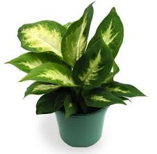 Check spelling or type a new query. Love Plants But No Sunlight These 15 Plants Can Be Ur Best Buddy Blog Nurserylive Com Gardening In India Plant Care Houseplant Planting Flowers Plants