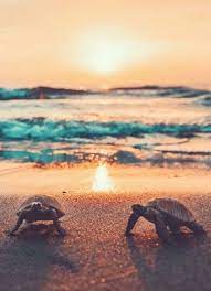 Vsco Surfinusa Cute Animal Photos Cute Baby Turtles Underwater Animals