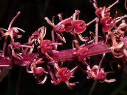 Image result for Liparis nervosa