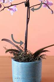 Pin On Orchids