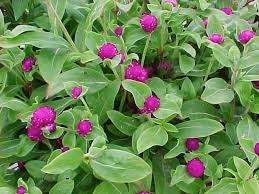 Image result for Amaranthaceae