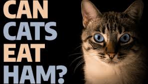 Can Cats Eat Turkey Cold Cuts Catwiki