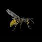 The Legendary YELLOWJACKETS in Concert