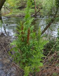 Image result for Osmundaceae