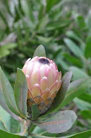 Image result for Protea rupestris