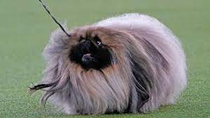To celebrate the westminster dog show, we've found photos of the best in show winners throughout history. J18cfg3iroszqm