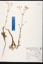 Image result for Zygophyllum cuneifolium