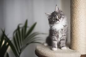 To add more fun, the flowers look like little stars! Plants That Are Toxic To Cats Animal Emergency Center Memphis Vet