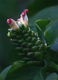 Image result for Costus afer