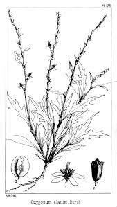 Image result for Oxygonum dregeanum