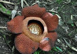 If you want smelly flowers for. Scents Of Doubt The World S 12 Smelliest Plants Webecoist