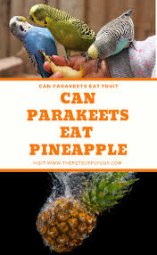 Bird Doesn T Care About Being Eaten Can Parakeets Eat Fruit Complete List Of Fruits The Pet Supply Guy Parakeet Eat Fruit Fruit List