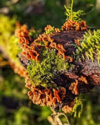 Image result for Craterostigma hirsutum