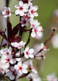 Curious About The Flower Essences Here Is My Experience Working With Them On Myself And Clients Flower Essences Flowers Photography Apricot Blossom