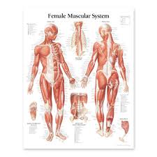 2111 08 Female Muscular System Anatomical Chart