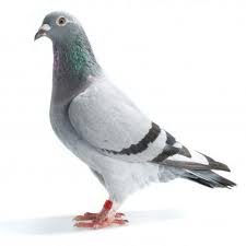 Blue Bar Whitte Flight Homing Pigeon On White Homing Pigeons Pigeon Pictures Pigeon