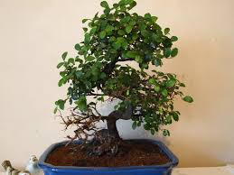 There are many factors to look at when selecting a tree at a plant or bonsai nursery. Bonsai Help Q A Archives Page 2 Of 3 Bonsai Trees For Sale Uk