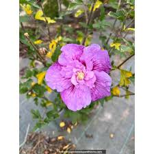 Image result for Hibiscus syriacus Violet Clair Double