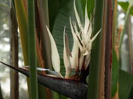 Image result for Strelitzia alba