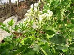 Image result for Berlinia grandiflora