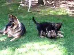 German shepherd puppies wisconsin craigslist. Where To Find King Shepherd Puppies For Sale Dogable