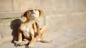 French bulldogs do best as an indoor dog. 6 Signs Your Dog Is Having An Allergic Reaction The Dog People By Rover Com