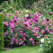 Pin On Landscape Roses