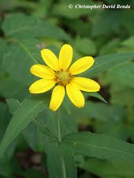 Image result for Distephanus divaricatus