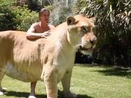 Sabre-Toothed Cat | Size, Extinction, & Facts | Britannica
