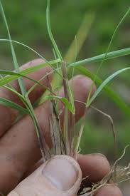 Image result for Digitaria monodactyla