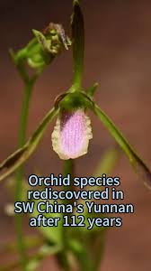 Image result for Eulophia obscura