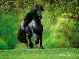 حصان أسود Hd معارض أجمل الخلفيات بالعالم Hd Wallpapers Horses Most Beautiful Horses Horse Wallpaper
