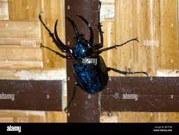 Blue stag beetle hi-res stock photography and images - Alamy