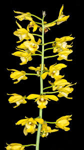 Image result for Eulophia parvula