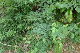 Image result for Tephrosia noctiflora