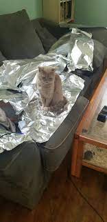 Although you can take it off after a few days, it is advisable to leave it on for a few weeks. Foil The Couch They Said It Ll Keep The Cats Off It They Said Aww