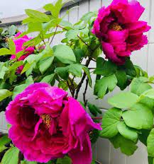 What kind of flowers are these. What Kind Of Flowers Are Planted At The Gate These 4 Kinds Of Flowers Are Beautiful And Have A Good Meaning Minnews