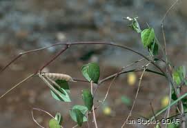 Image result for Macrotyloma axillare