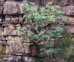 Image result for Albizia tanganyicensis