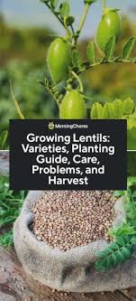 Lentils are a cool season crop and are grown across the province, but primarily in the south. Growing Lentils Varieties Planting Guide Care Problems And Harvest